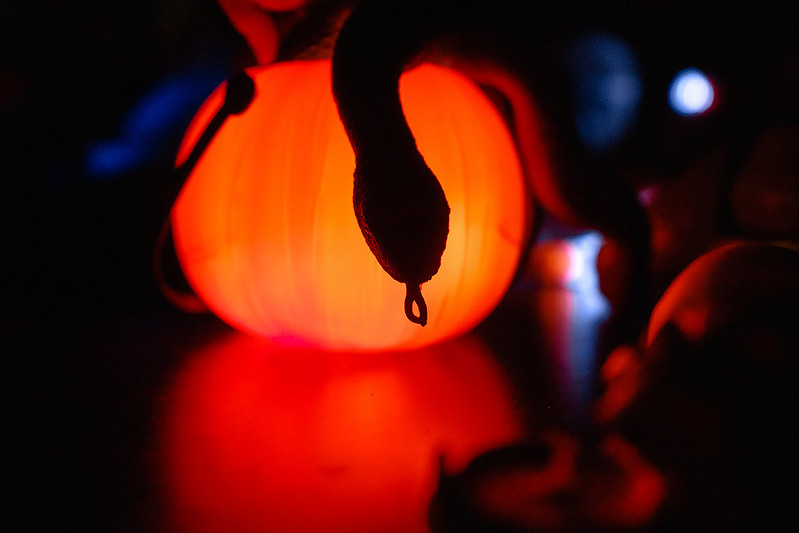 Украшение дома паутиной и летучими мышами к Хэллоуину в Bonn